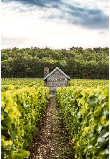 Champagne Chassenay d'Arce