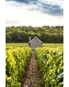 Chassenay d'Arce Champagne