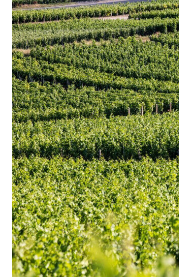 Champagne Bruno Paillard