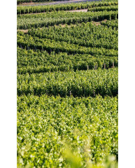 Bruno Paillard Champagne