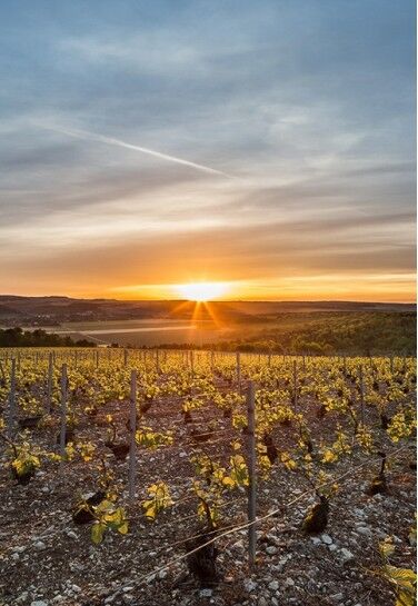 Champagne Charles Collin