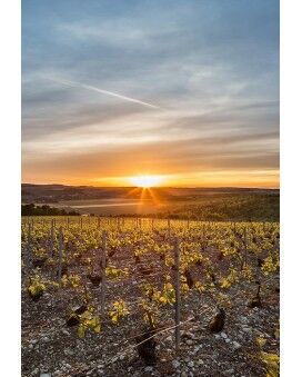 Champagne Charles Collin
