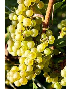 Lallier Champagne