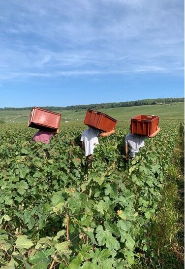 Champagne Montaudon