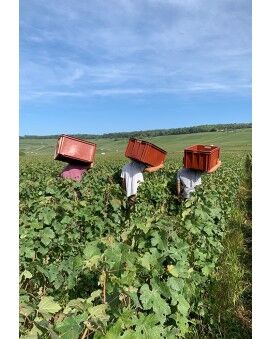 Champagne Montaudon