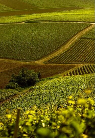 Champagne Paul Goerg