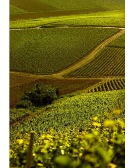 Paul Goerg Champagne
