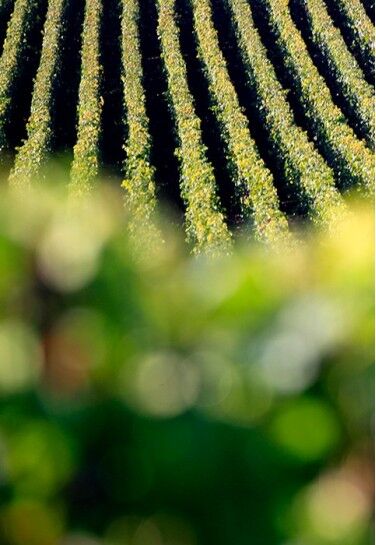 Champagne Selosse