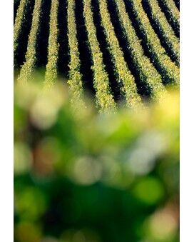 Champagne Selosse