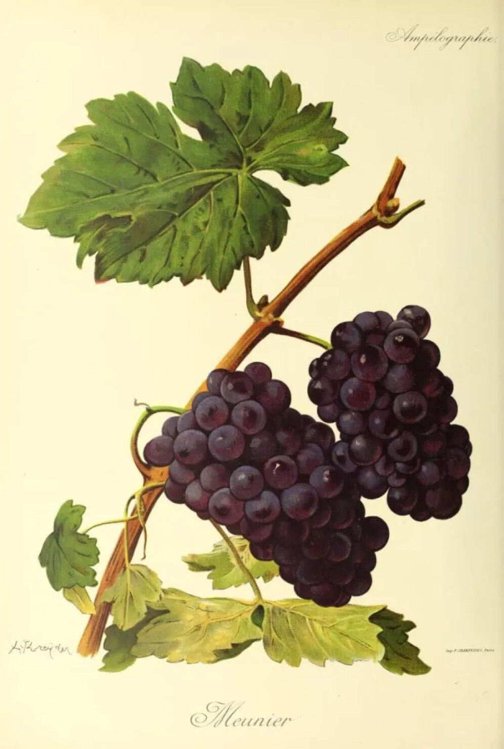 Meunier_-_Ampelographie