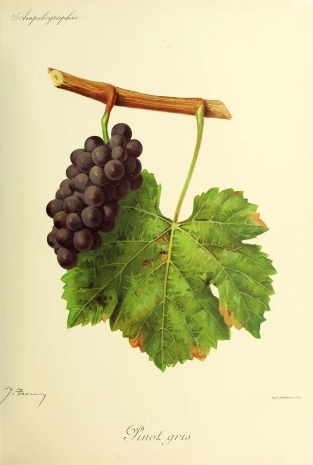 Pinot_gris_-_Ampe?lographie