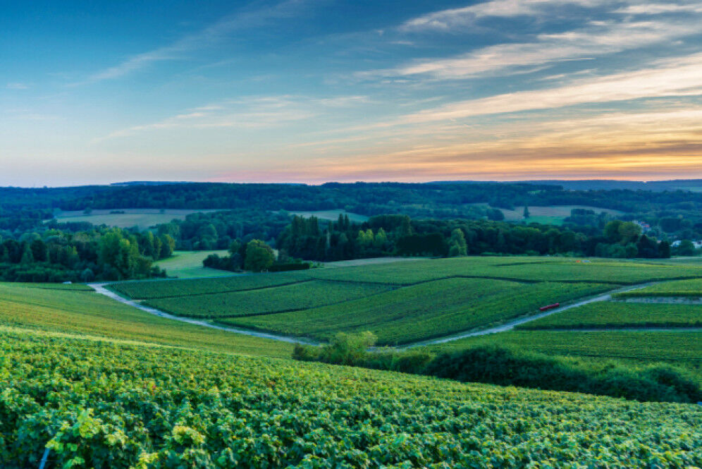 MontagnedeReims_762C2F48-8B7C-4CEE-AFBC-8C7BC4BDD2ED-1