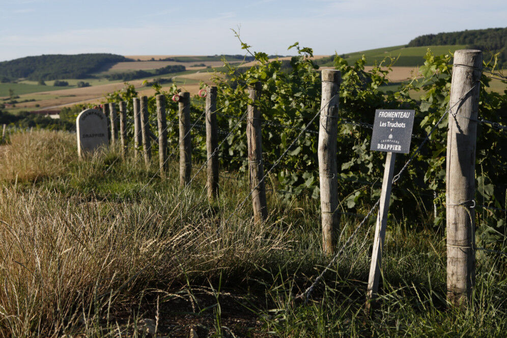 Champagne_Drappier_Vignoble_Philippe Martineau
