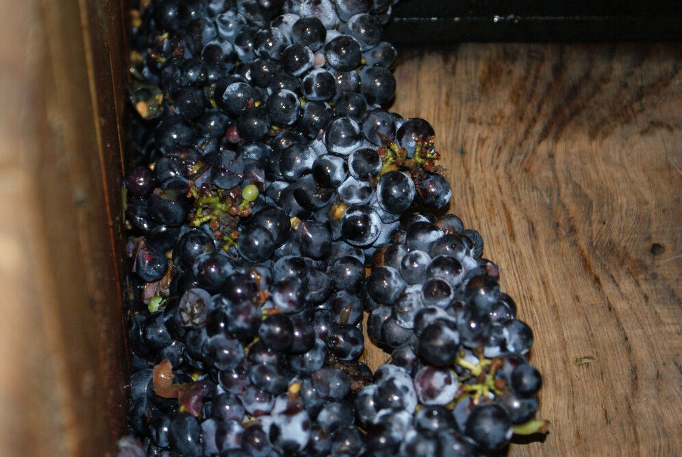 Champagne JACQUESSON Pressurage Pinot Noir