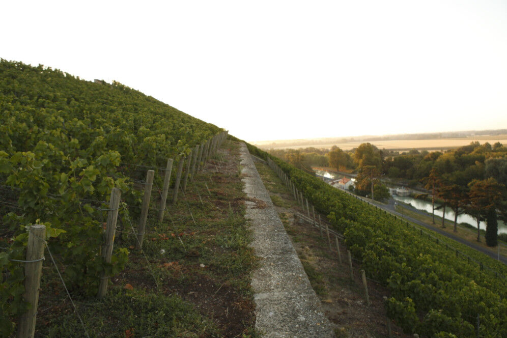 Champagne PHILIPPONNAT Vignobles