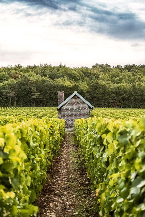Champagne Chassenay d'Arce
