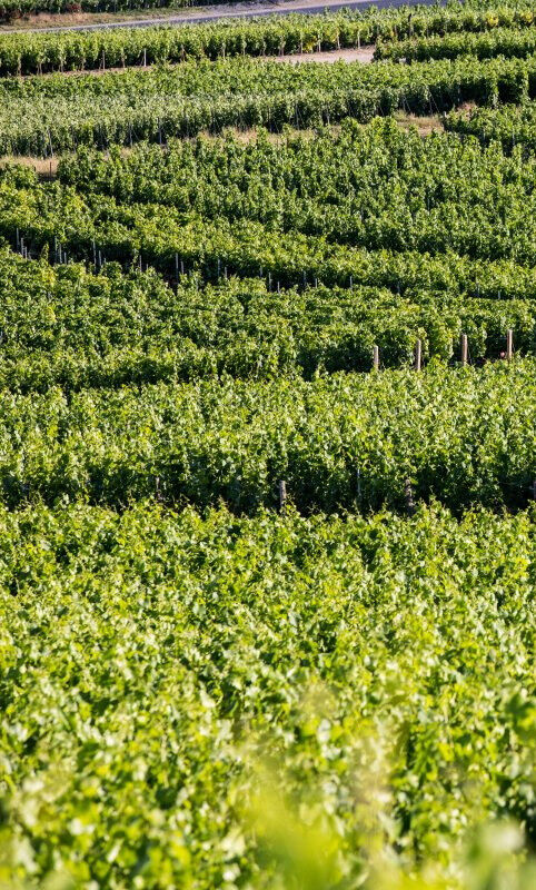 Bruno Paillard Champagne