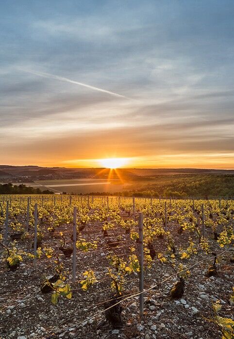 Champagne Charles Collin