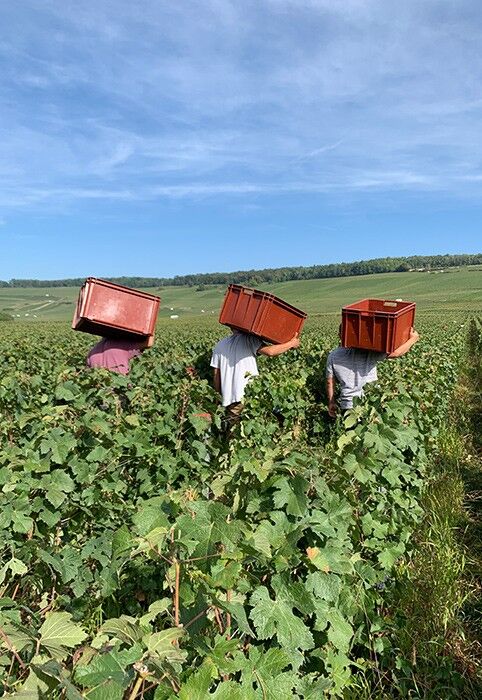 Montaudon Champagne