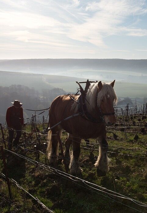 Champagne Moussé Fils