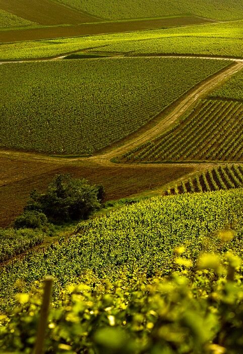 Paul Goerg Champagne