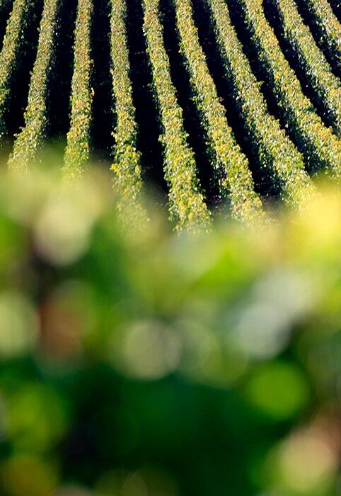 Selosse Champagne